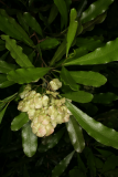 Dodonaea viscosa RCP7-09 164.jpg